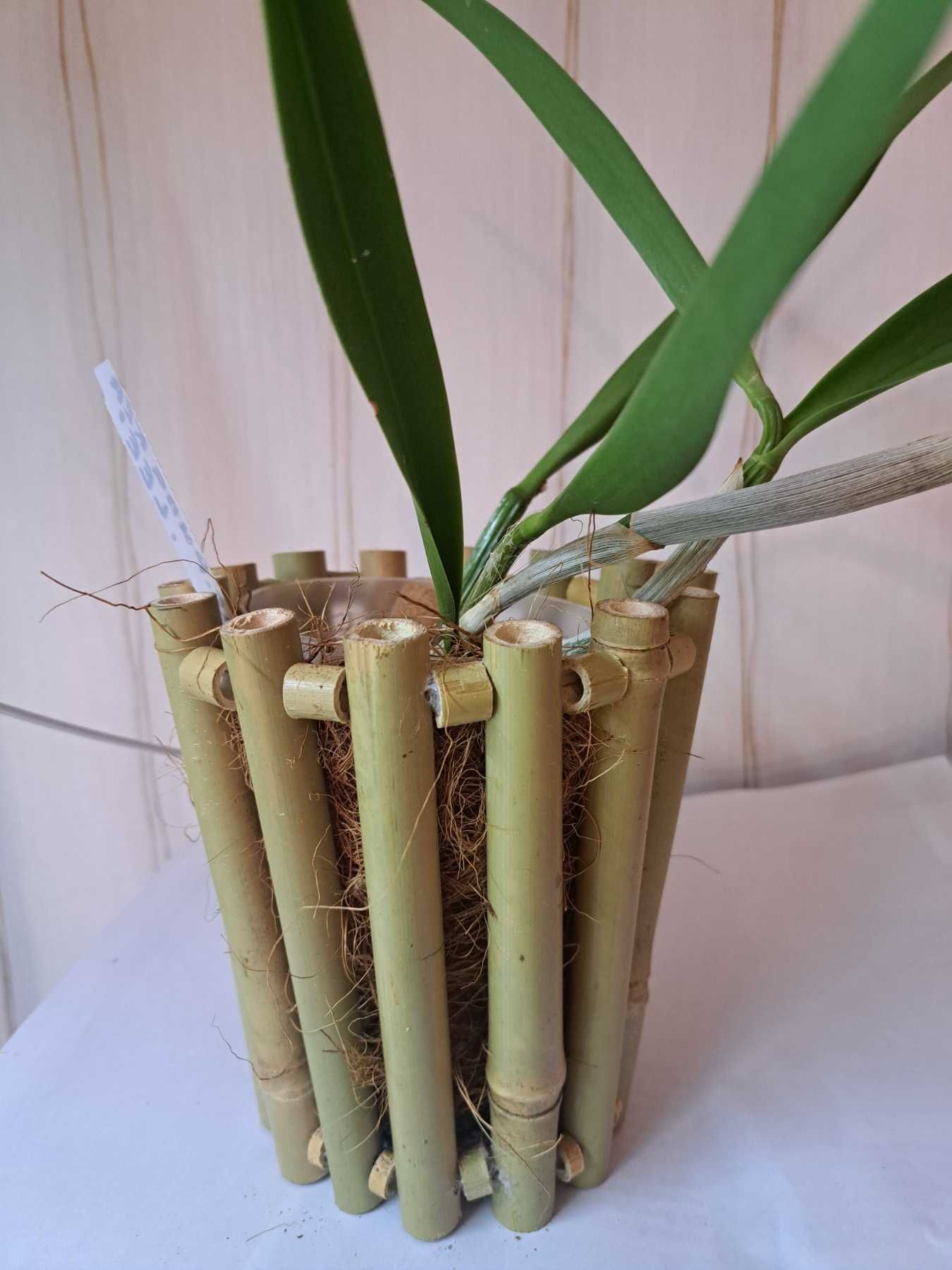 Орхидея  Горшок из бамбука для орхидей
