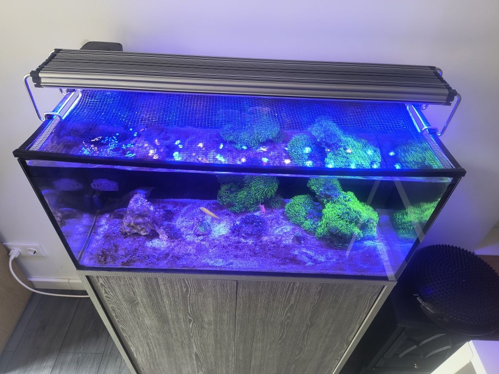 Aquário água salgada de 115Litros - Venda todo material
