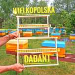 Izolator dla matki pszczelej – ramka Dadant / Wielkopolska