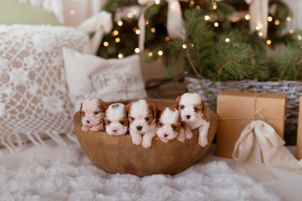 Cavalier King Charles Spaniel