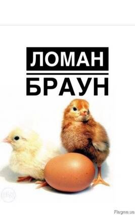 Циплята півники Ломан Браун