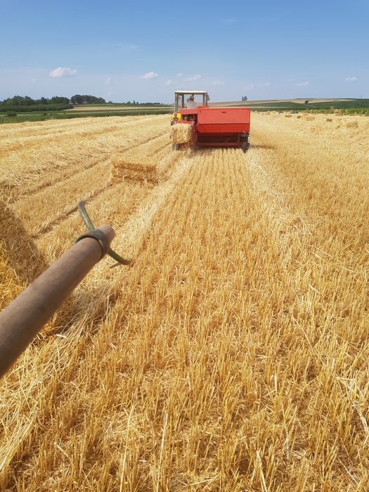 Słoma jęczmienna, jęczmień kostka 12kg zbiór 2025
