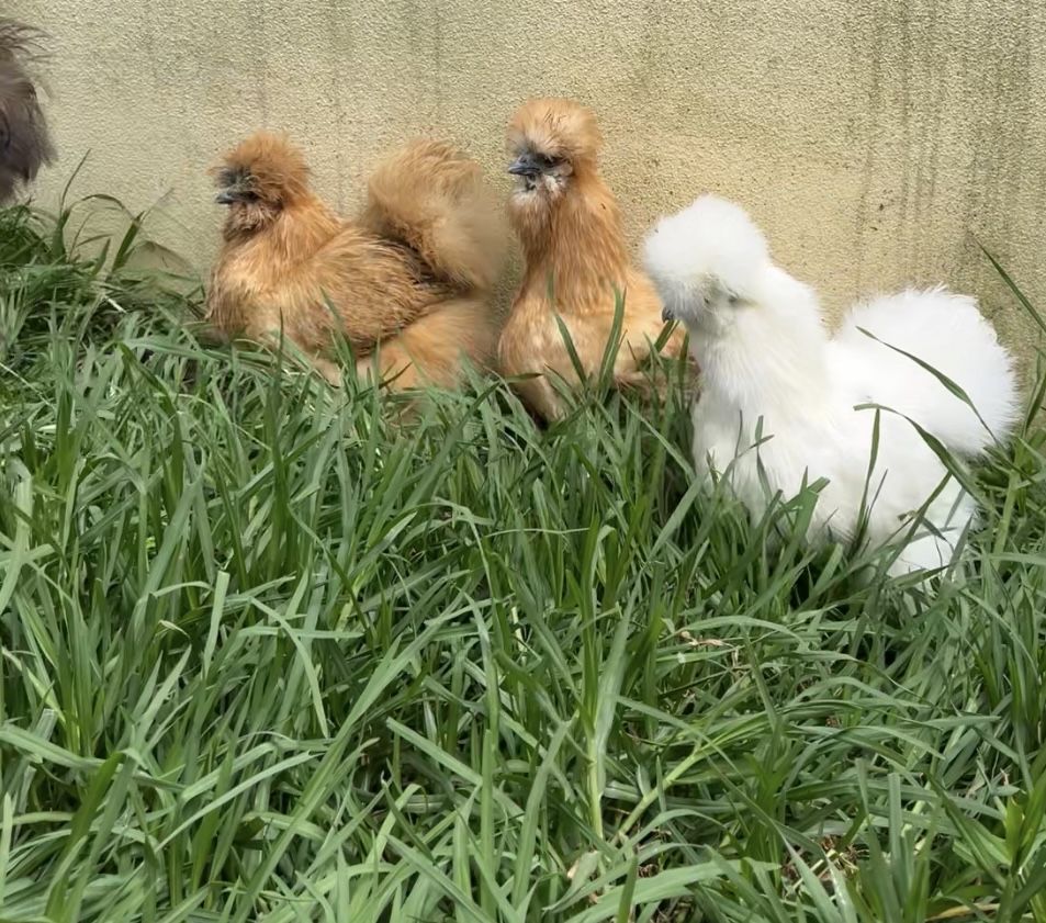 Ovos de Sedosa do Japão linha USA