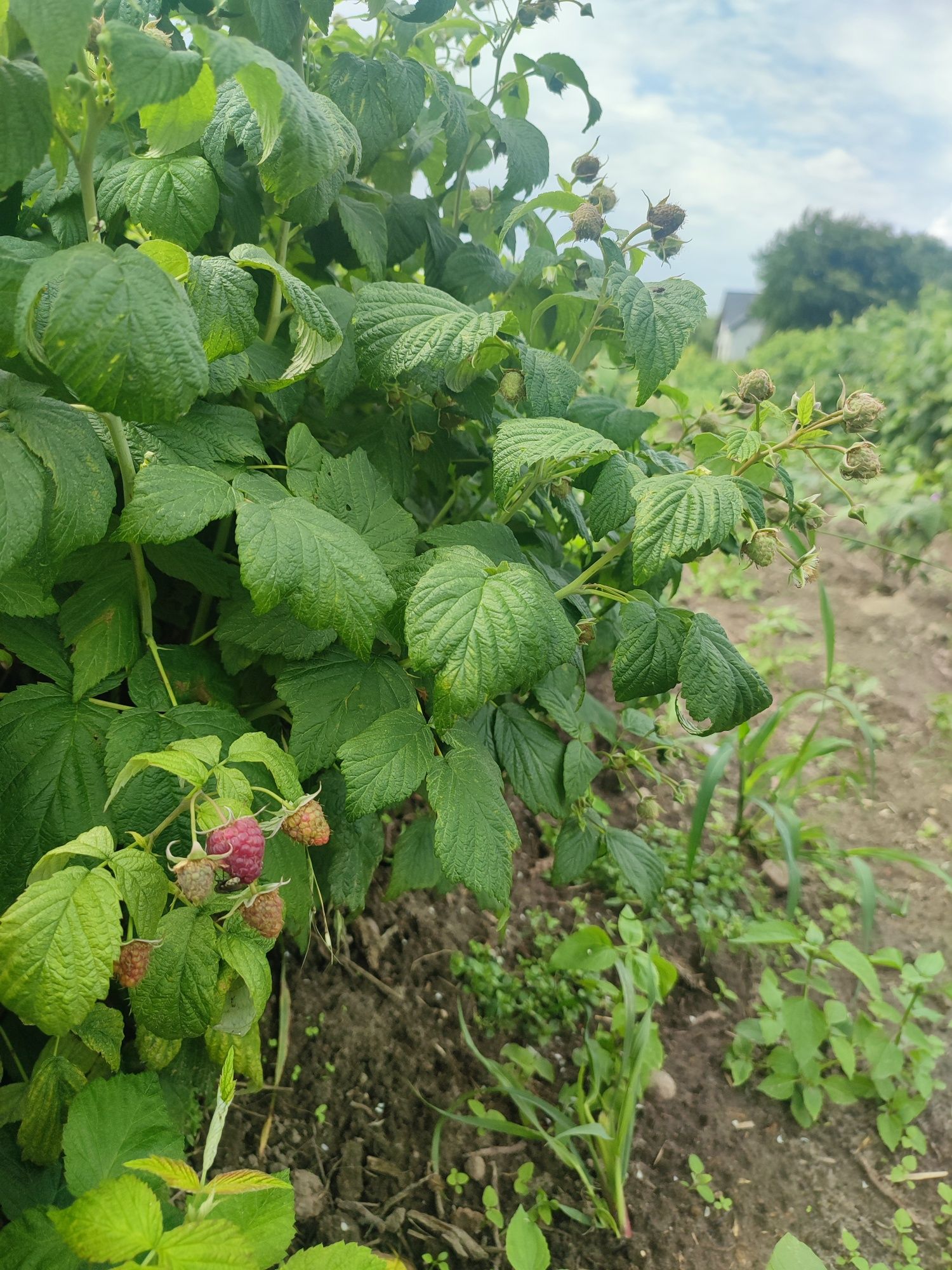 Maliny jesienne na sok