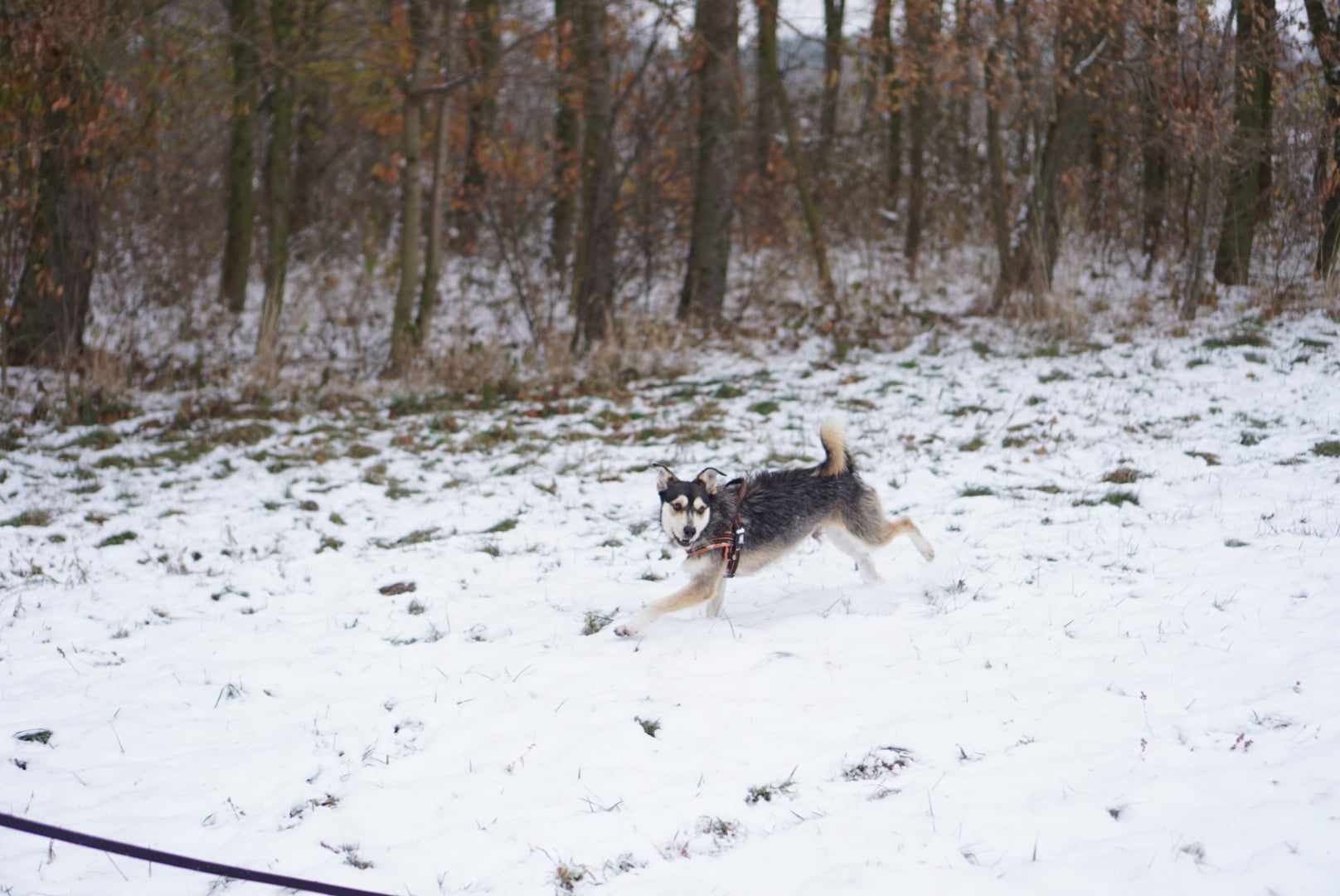 Tylko mnie kochaj! Cudny, młodziutki Jogurt szuka domu od prawie 2 lat