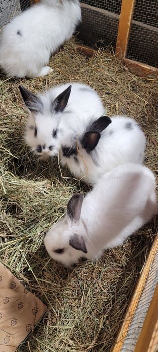 Króliki miniaturki Karzełki / Teddy / Lewiki