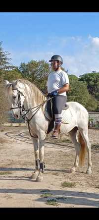Cavalo Cruzado Português