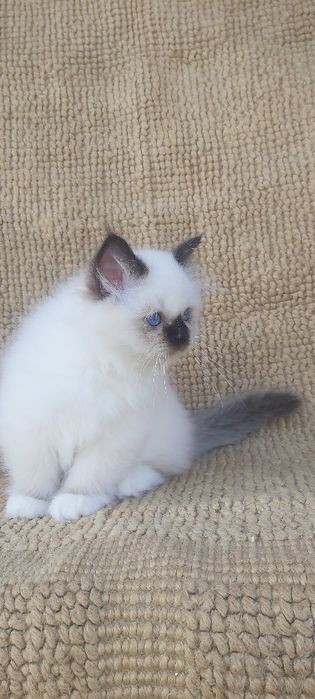 Gato sagrado dá Birmânia