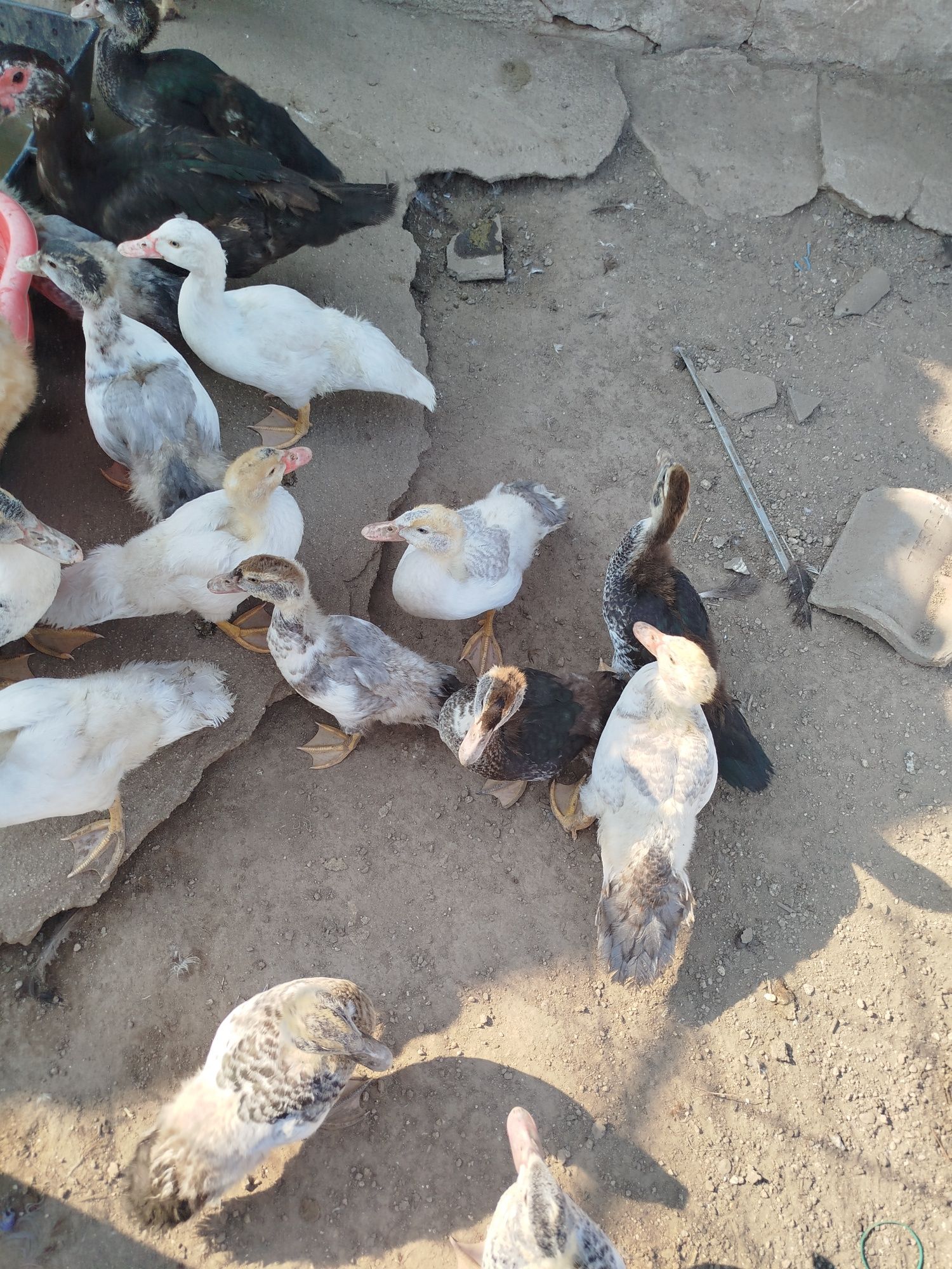 Vendo ou troco patos mudos, perus e garnisos