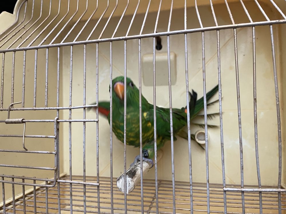 Loris chlorolepidotus
