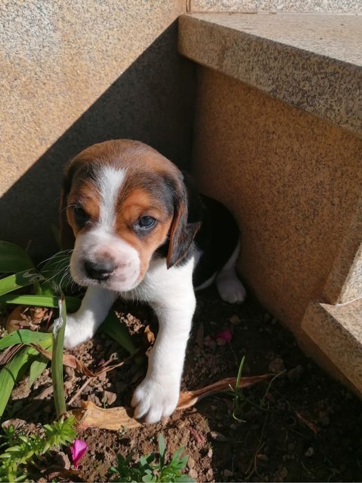 Beagle tricolor!