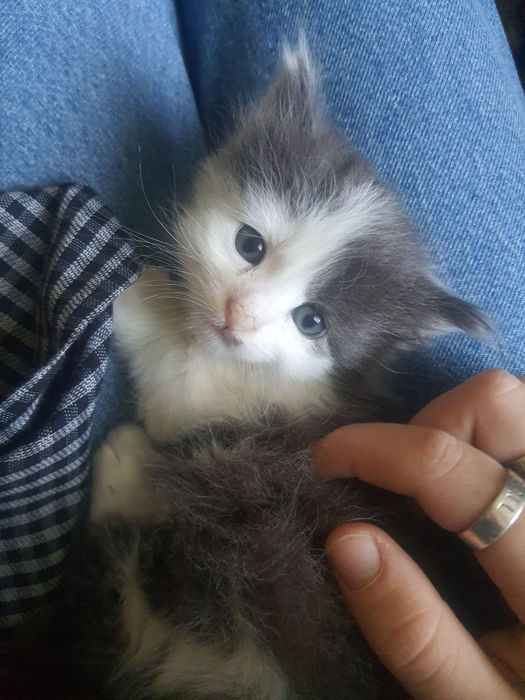 Найкращє кошенята дуже гарненьке + сіре є щє
