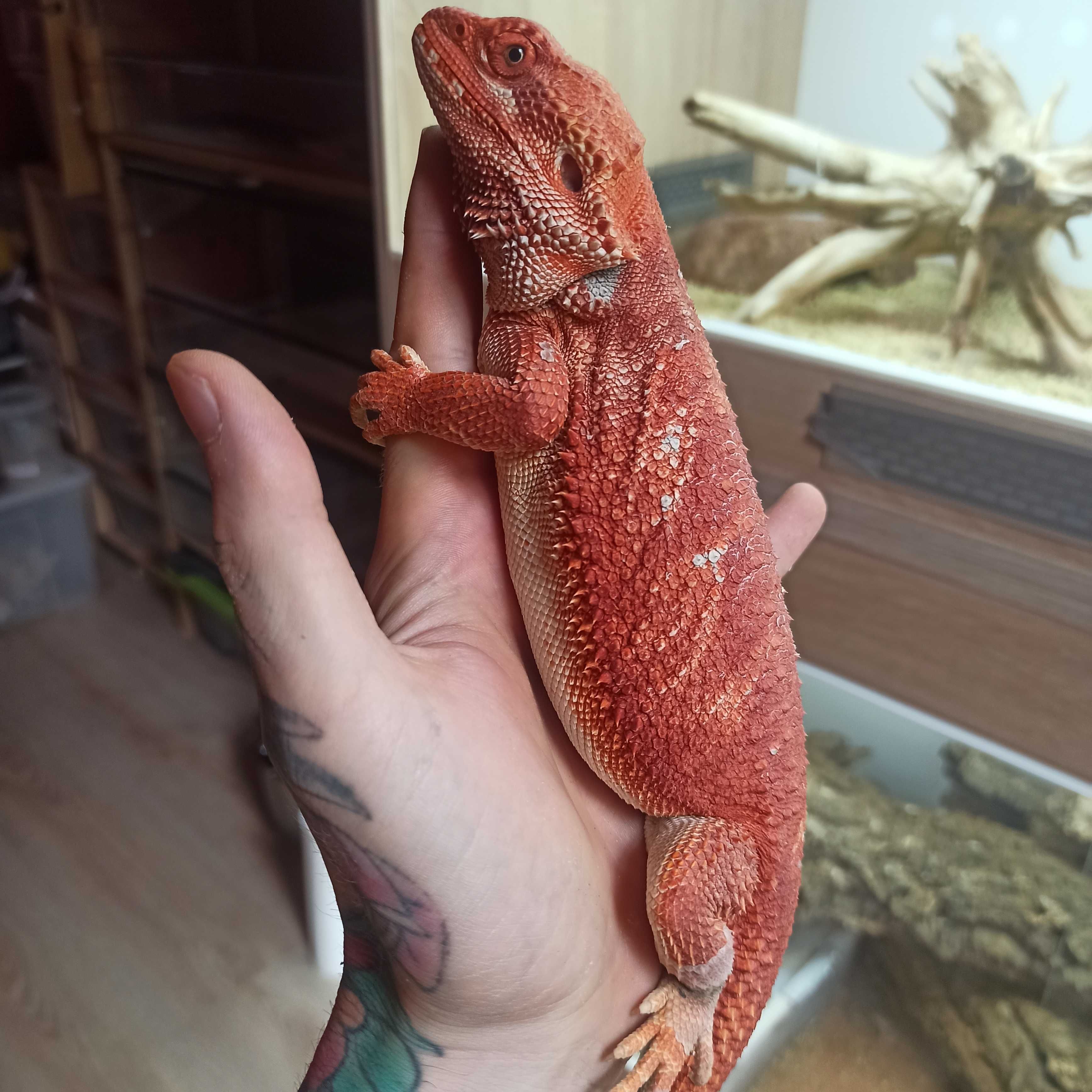 Agama Brodata Red Extreme blue bar