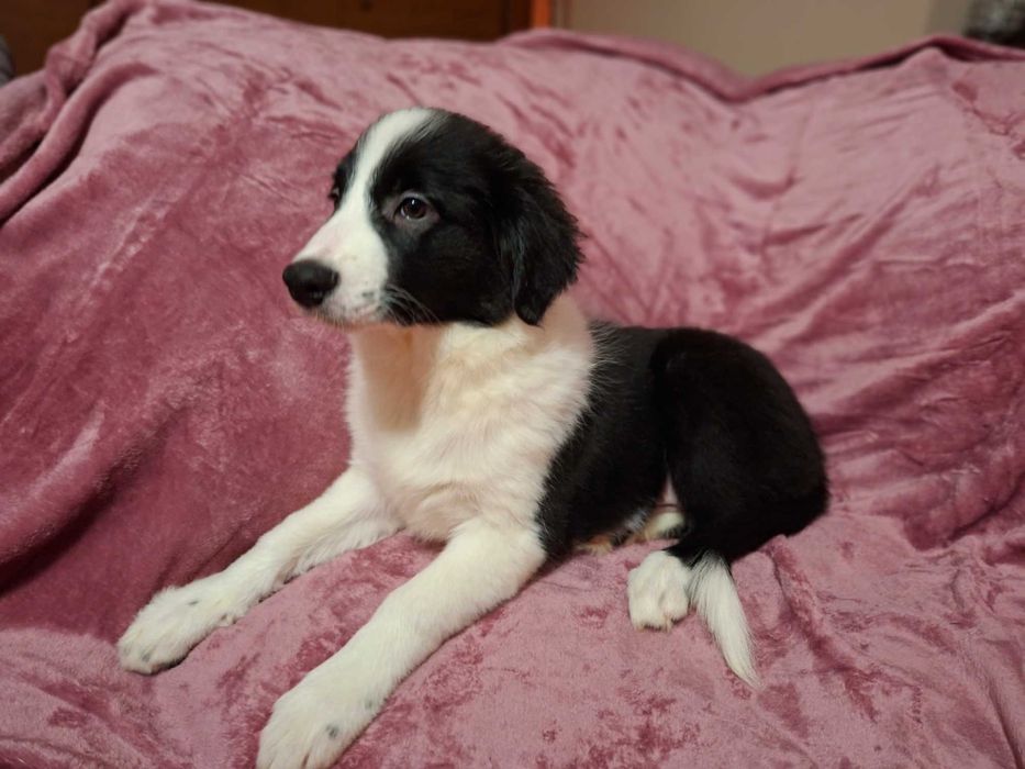 Border Collie szczeniak piesek:-) piękny