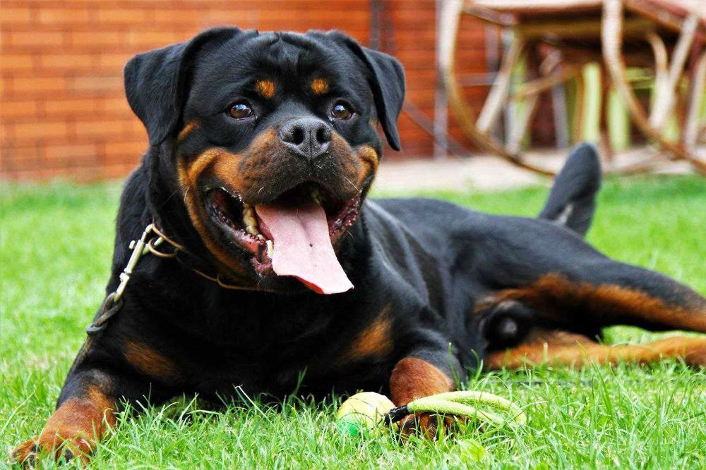 цуценята ротвейлера, які підкорять ваше серце!