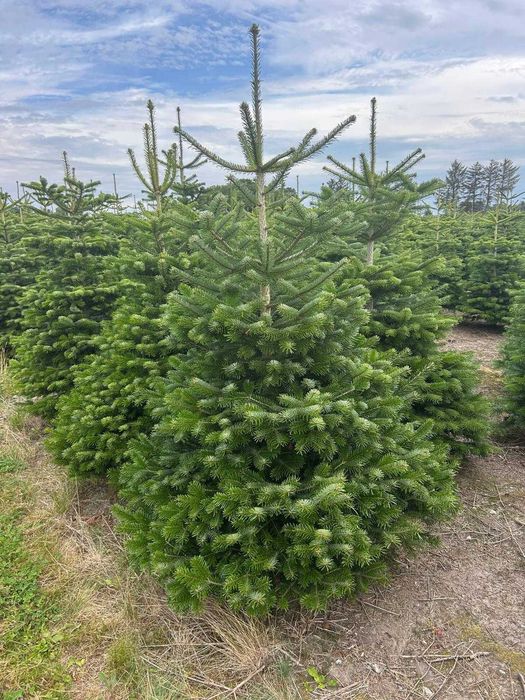 Jodła Kaukaska – choinki świąteczne prosto z plantacji Transport