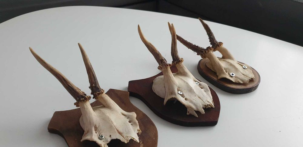 Starocie z Gdyni - Myślistwo - poroże koziołka zestaw 3szt.