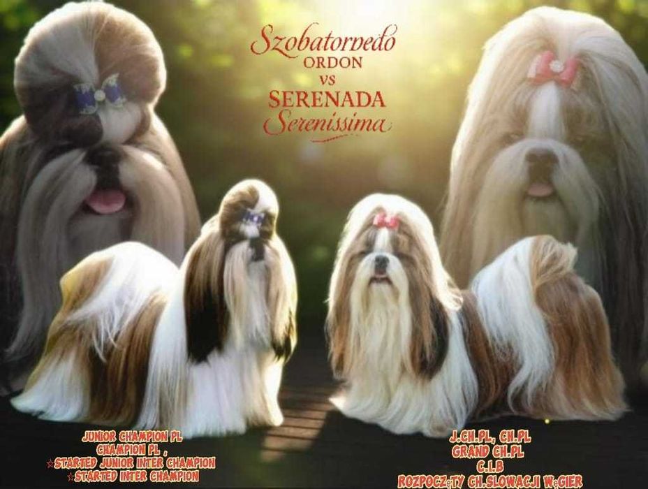 Shih-tzu FCI/ZKwP, chlopiec/ piekny czerwony kolor ZKwP/FCI