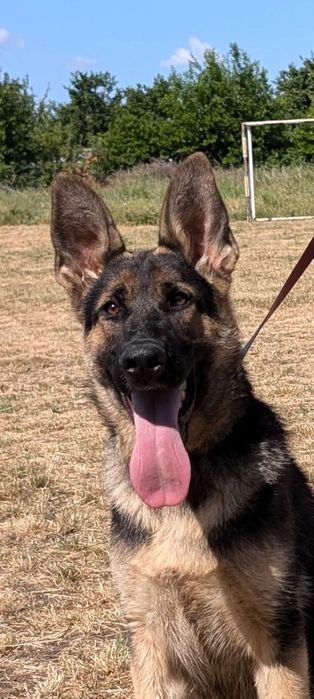 Підрощєна дівчинка німецької вівчарки робочого розведення