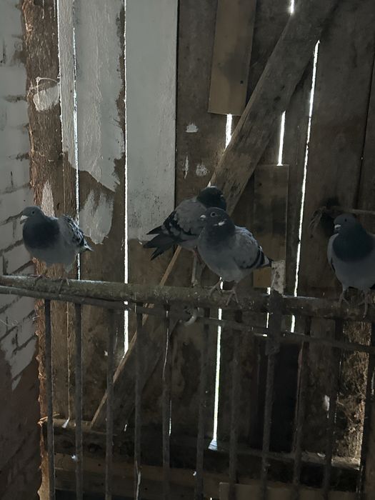 Sprzedam gołebie pocztowe z 2025