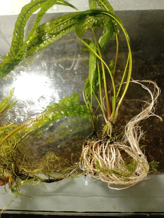 Sprzedam rośliny krótkokoryny karbowane