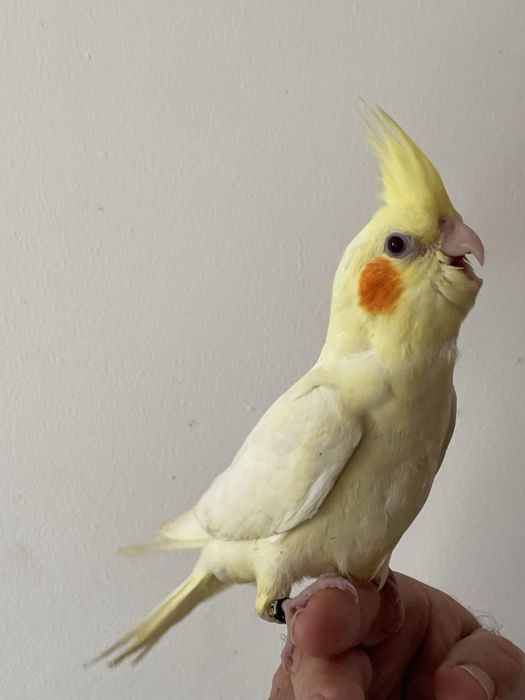 Caturras criadas à mao e para acabar de criar à mão