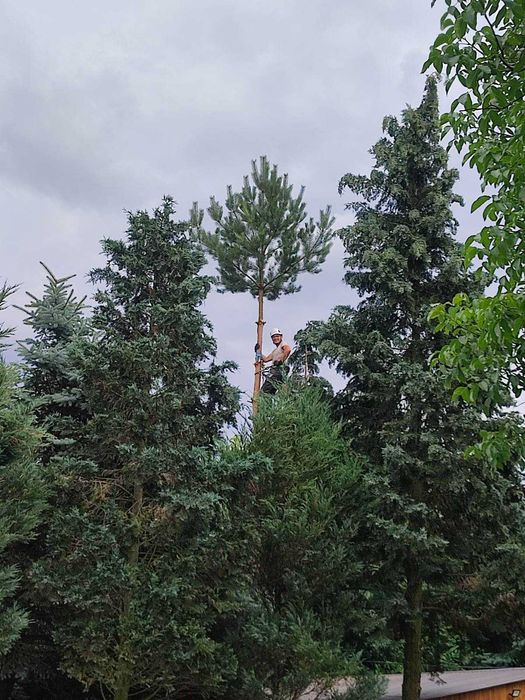 Wycinka drzew / Usługi rębakiem / Pielęgnacja zieleni