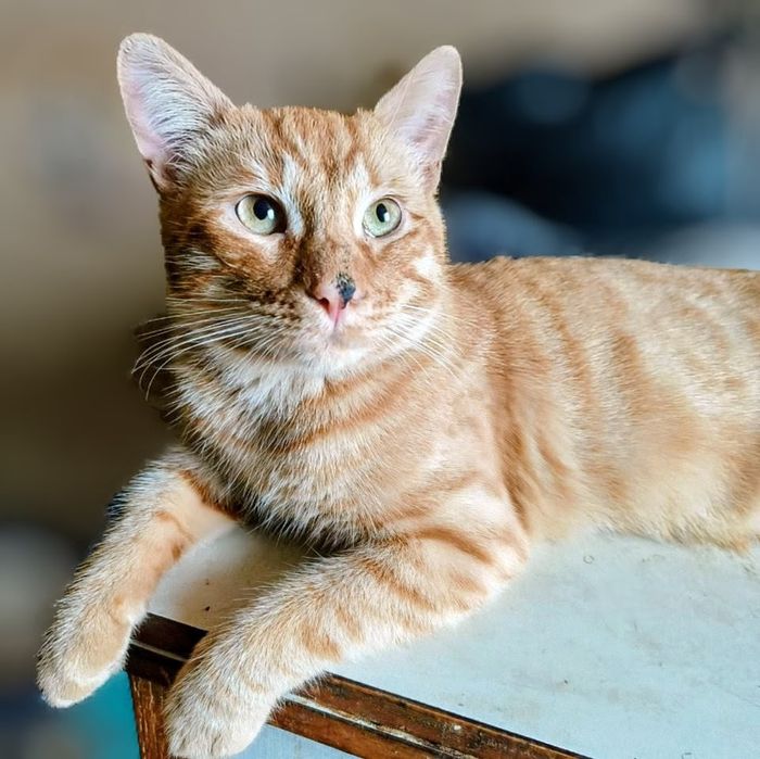 Кошеня у добрі руки