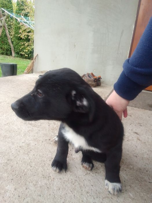 Piesek oddam w dobre rece