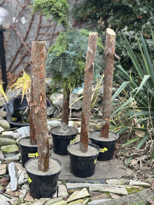 Pień w doniczcce stojak na choinkę