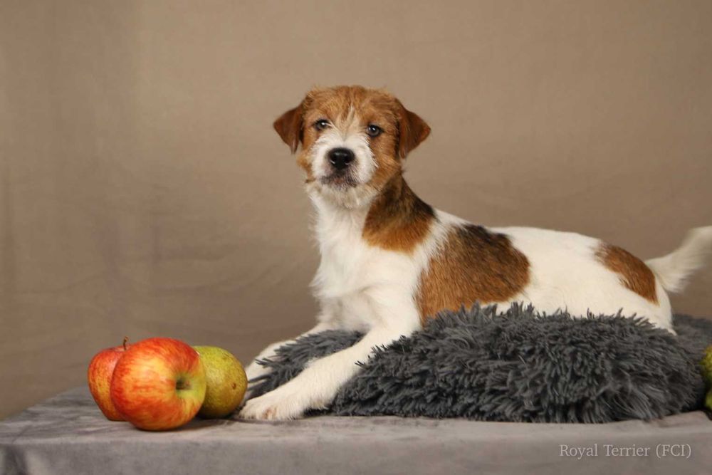 piesek Jack Russell terrier ZKWP/FCI