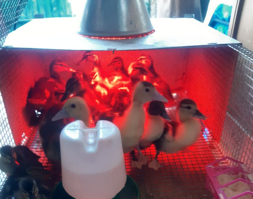 Patos Mudos e Reais