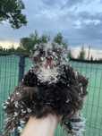 Silki mottled i karzełki bułgarskie