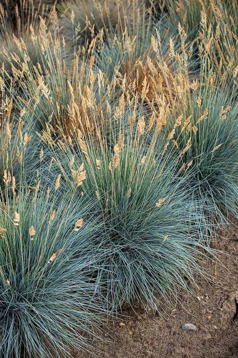 Kostrzewa 'Eisvogel’
