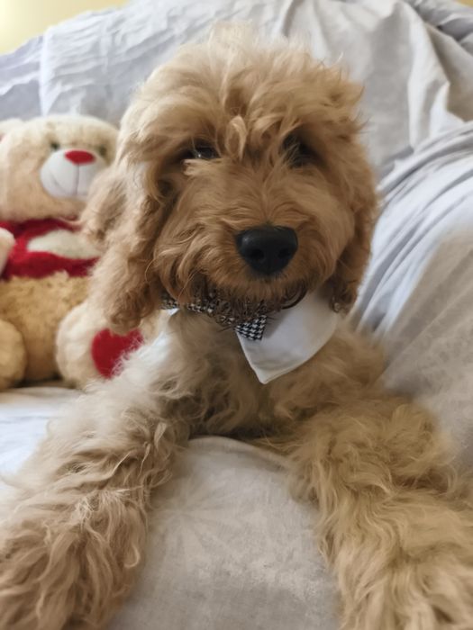 Cockapoo ostatnia suczka z lokami
