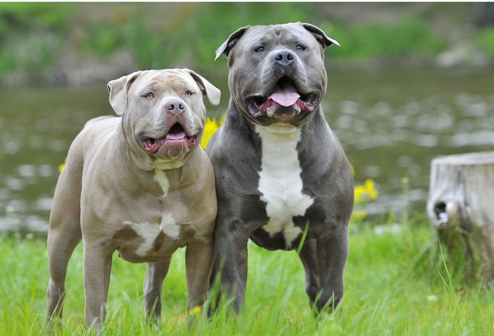 American Bully XL