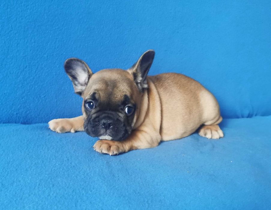 Chłopczyk  Buldog FRANCUSKI !