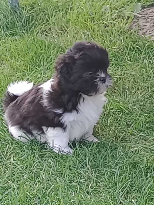 Piesek Shih Tzu gotowy na zmianę domu
