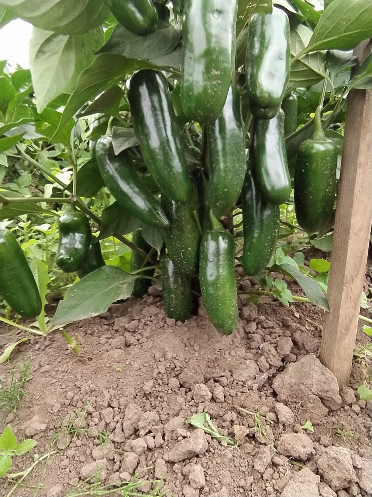 Papryka Jalapeno 10kg ostra z wlasnej uprawy chilli
