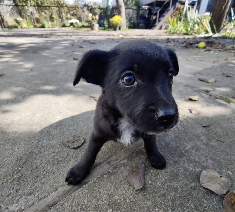 Цуценята в добрі руки