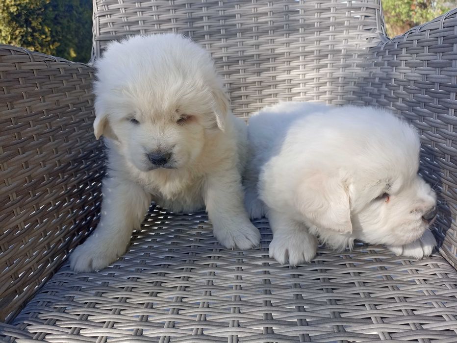 цуценята - Піренейська гірська вівчарка