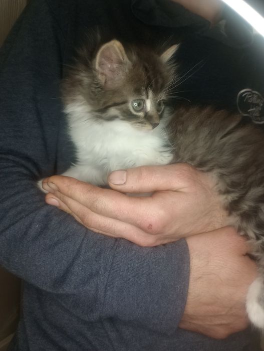 Невозможно милый и пушистый котенок от военных