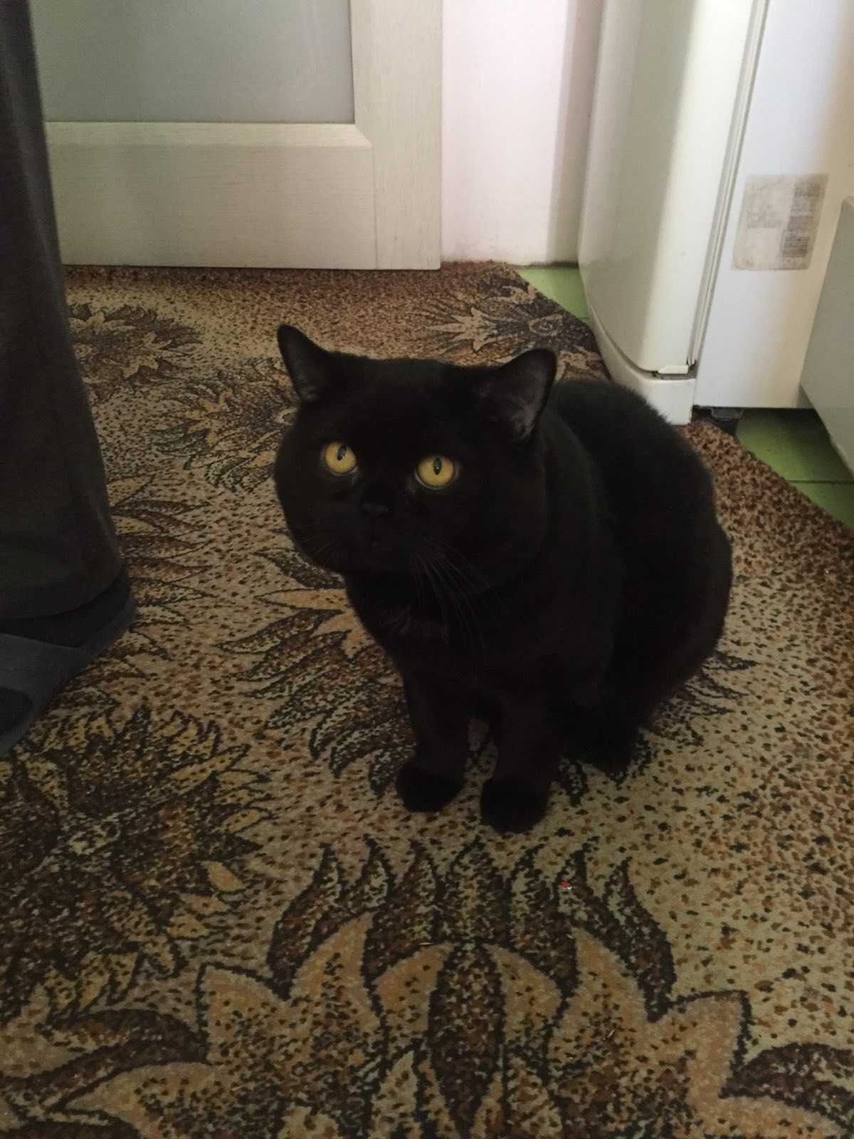 Шотландский кот Scottish Straight ждет встречи