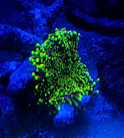 Ricordea green fluo. Koralowiec . Akwarium morskie .