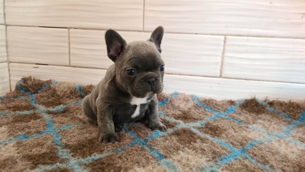 Хлопчик француз. Male French bulldog