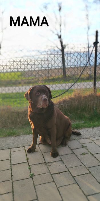 Rodowodowe Szczenięta Labrador Retriever z Rodowodem SWKiPR