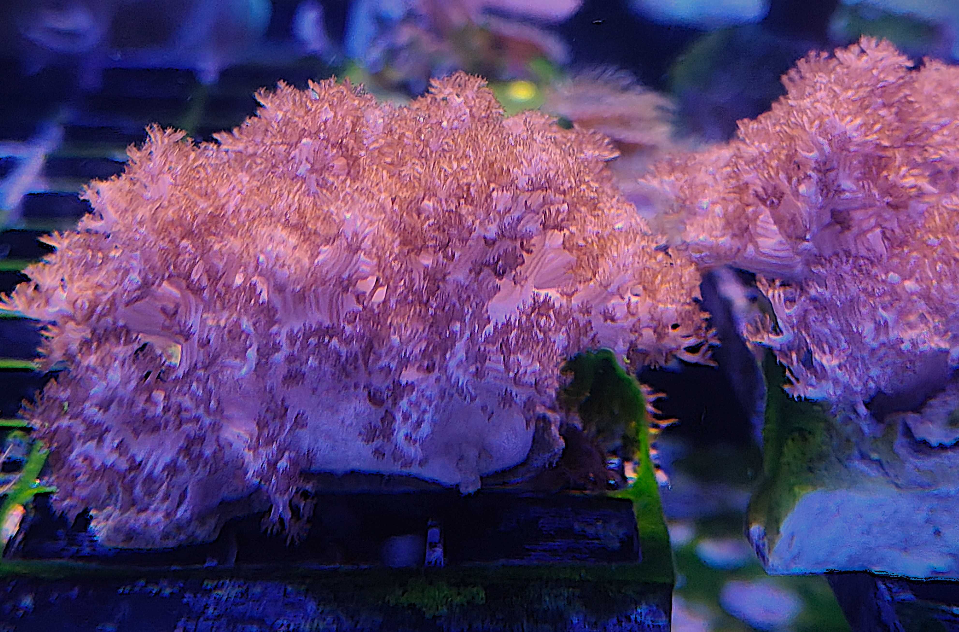 Purple Asterospicularia. Morskie
