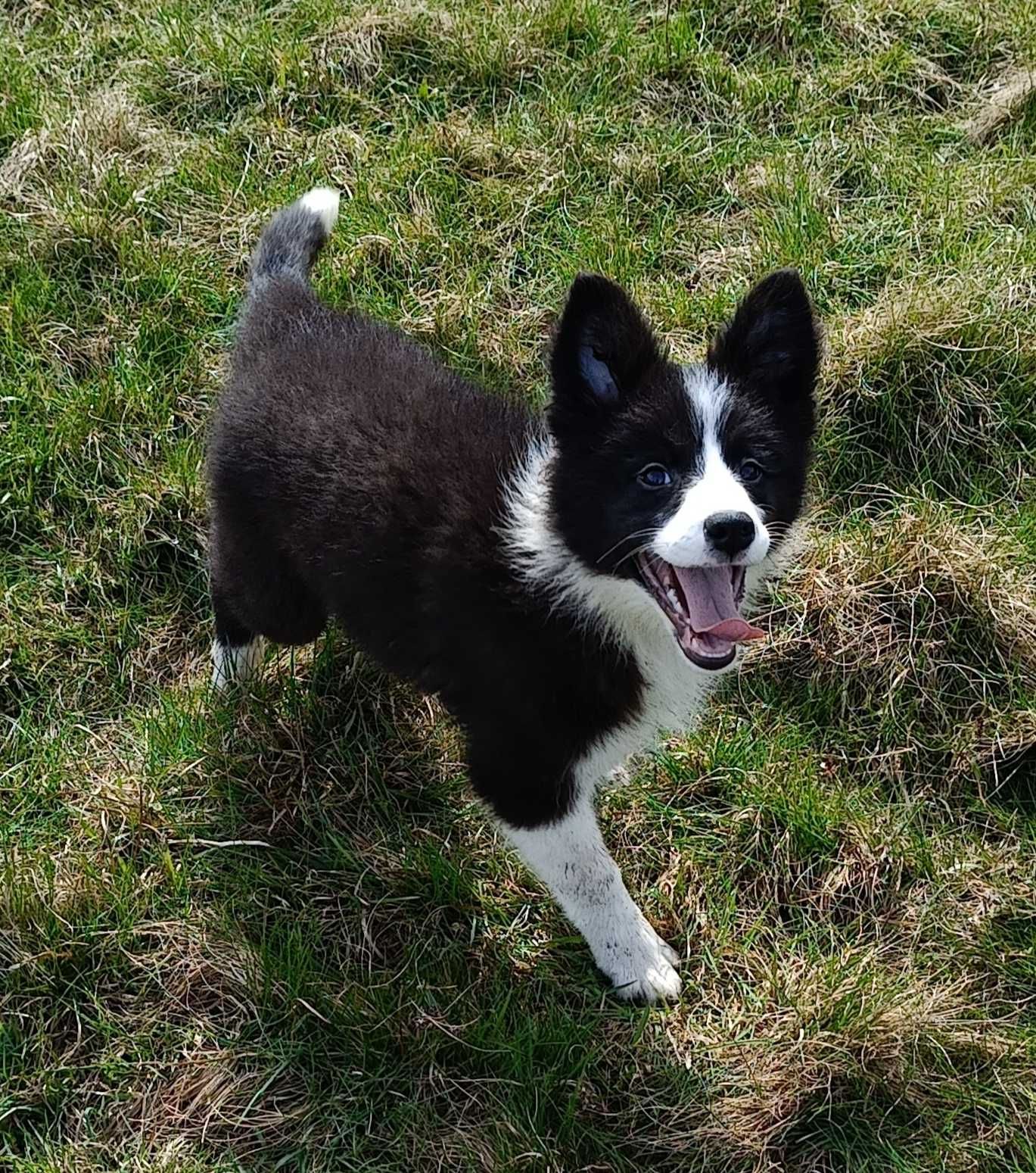 Suczka Border Collie ZKwP/FCI