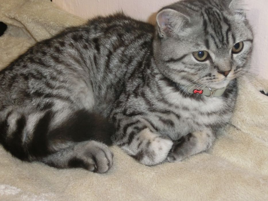 Чистокровний шотландський котик