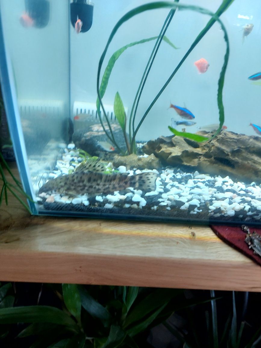 Sprzedam Akwarium Fluval